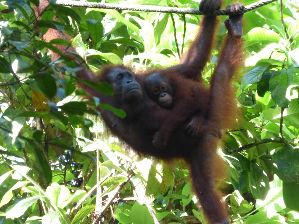 SEMENGGOH WILDLIFE CENTRE - een rehabilitatiecentrum voor orang oetans