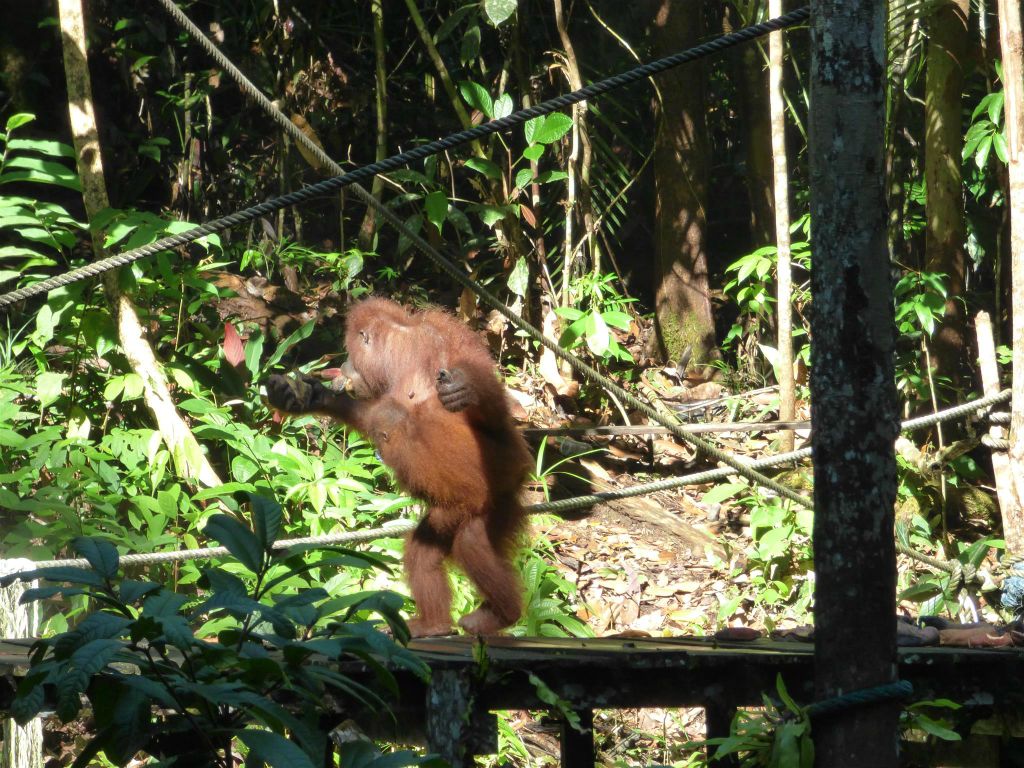 SEMENGGOH WILDLIFE CENTRE - een rehabilitatiecentrum voor orang oetans