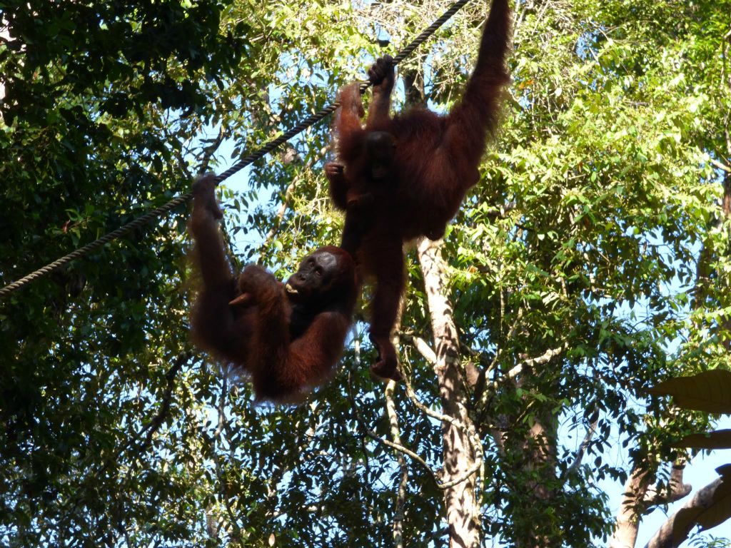 SEMENGGOH WILDLIFE CENTRE - een rehabilitatiecentrum voor orang oetans