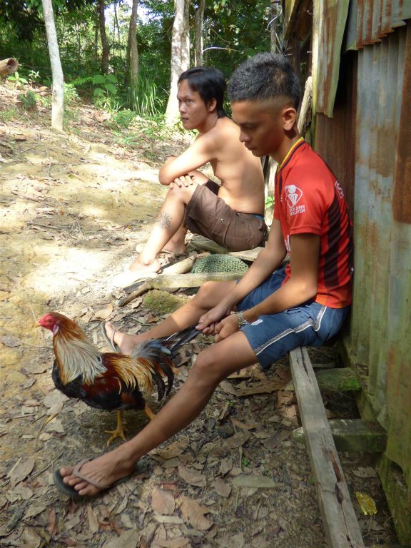 BATANG AI NATIONAL PARK - een IBAN met zijn vechthaan bij het eerste IBAN longhouse