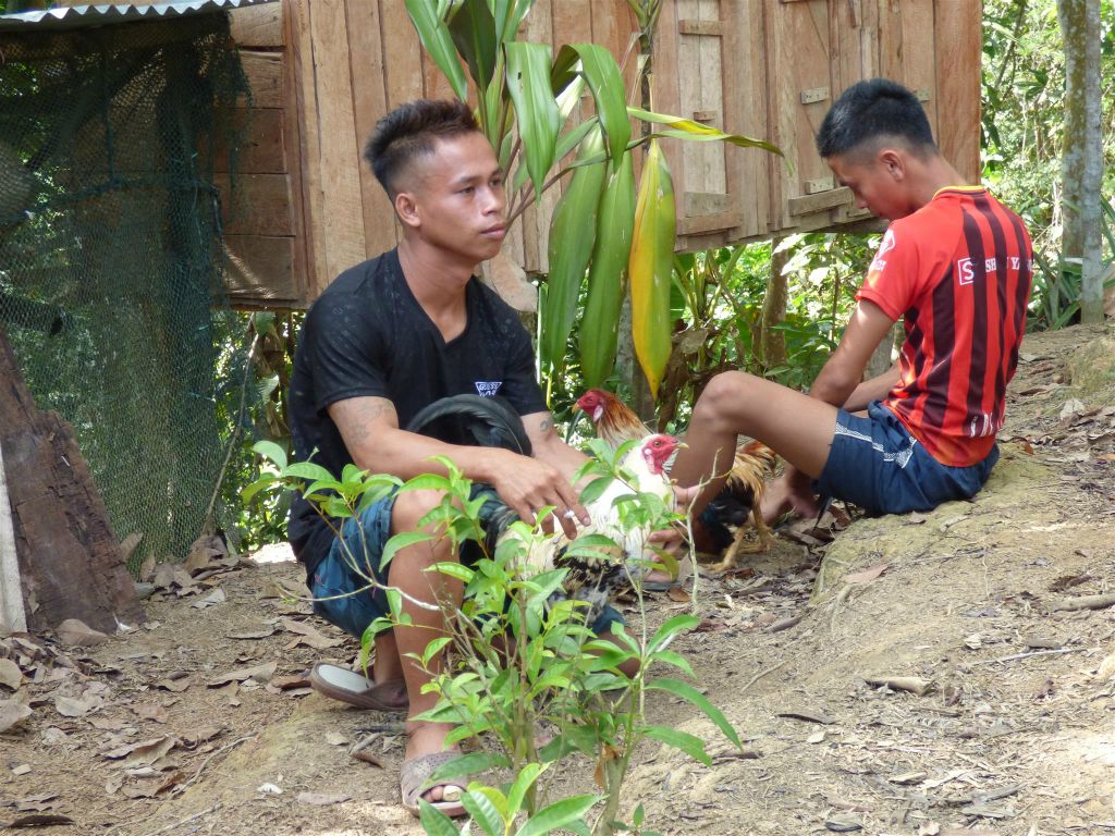 BATANG AI NATIONAL PARK - twee leden van de IBAN met hun vechthanen bij het eerste IBAN longhouse