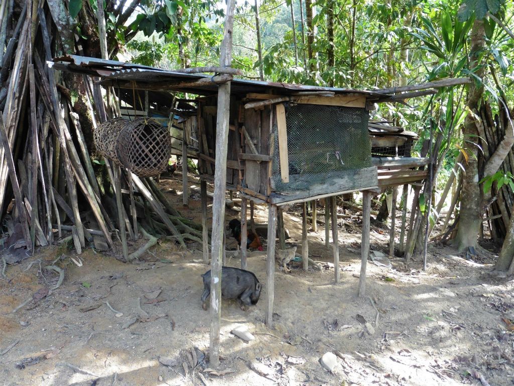BATANG AI NATIONAL PARK - enkele kippenhokken bij het tweede IBAN longhouse