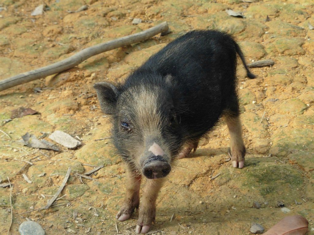 BATANG AI NATIONAL PARK - een biggetje bij het tweede IBAN longouse