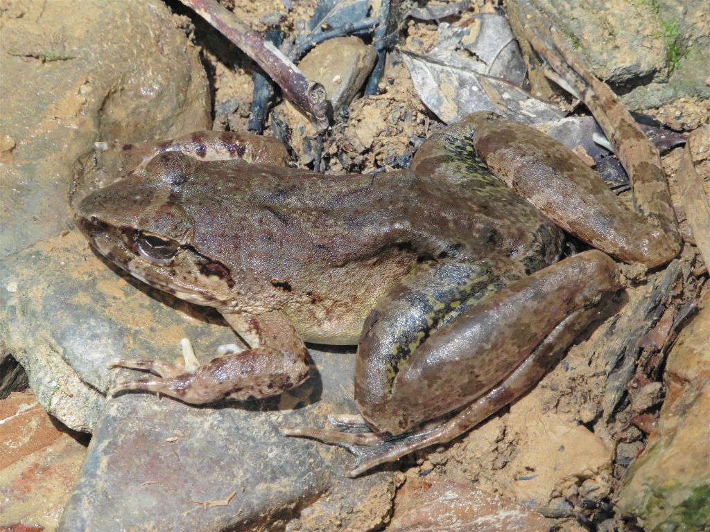 BATANG AI NATIONAL PARK - een kikker