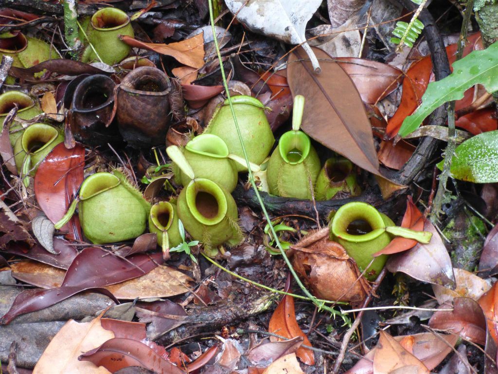 BAKO NATIONAL PARK - enkele bekerplanten onderweg tijdens de Tajor route