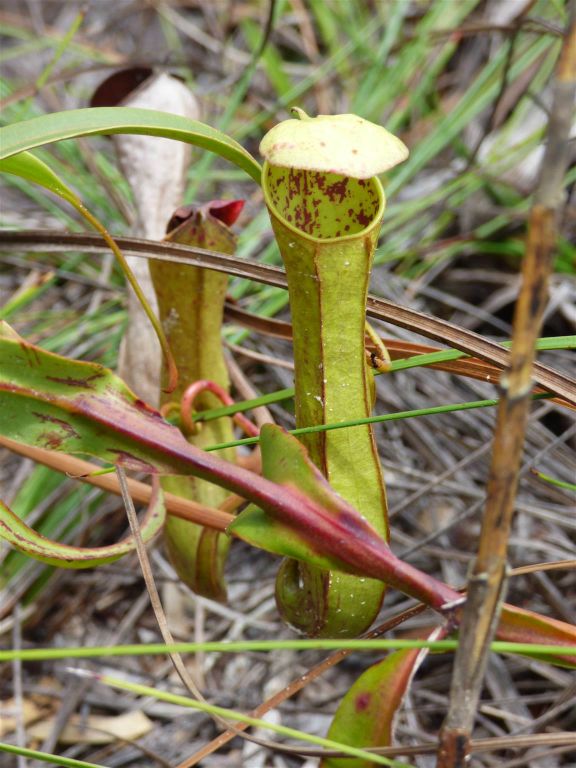 BAKO NATIONAL PARK - enkele bekerplanten onderweg tijdens de Tajor route