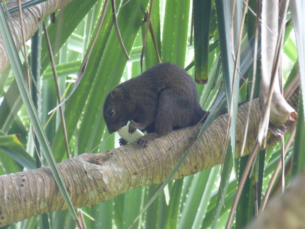 BAKO NATIONAL PARK - een eekhoorn