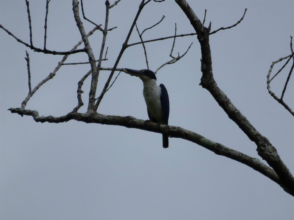 BAKO NATIONAL PARK - een witkraagijsvogel