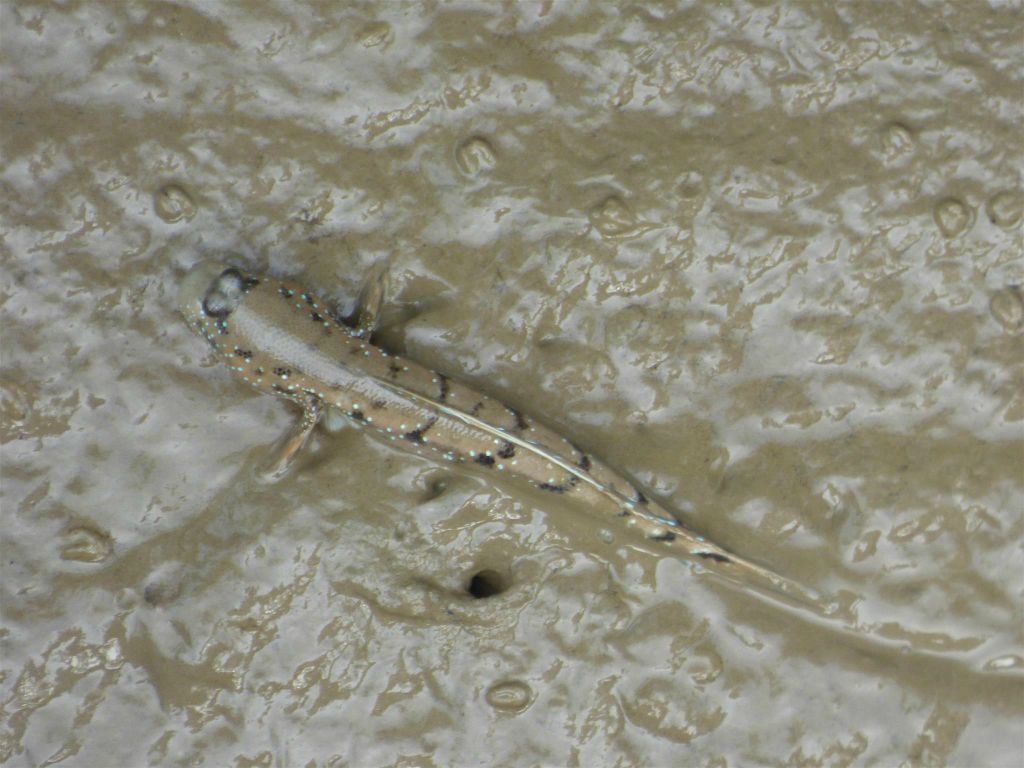 BAKO NATIONAL PARK - een mudskipper
