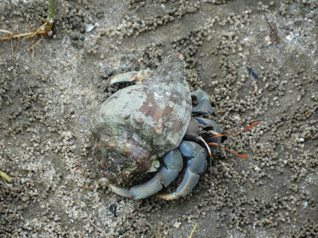 BAKO NATIONAL PARK - een heremietkreeft