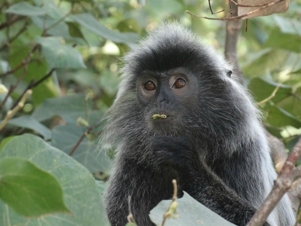 BAKO NATIONAL PARK - een Javaanse langoer