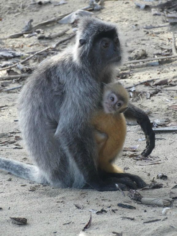 BAKO NATIONAL PARK - een Javaanse langoer met jong