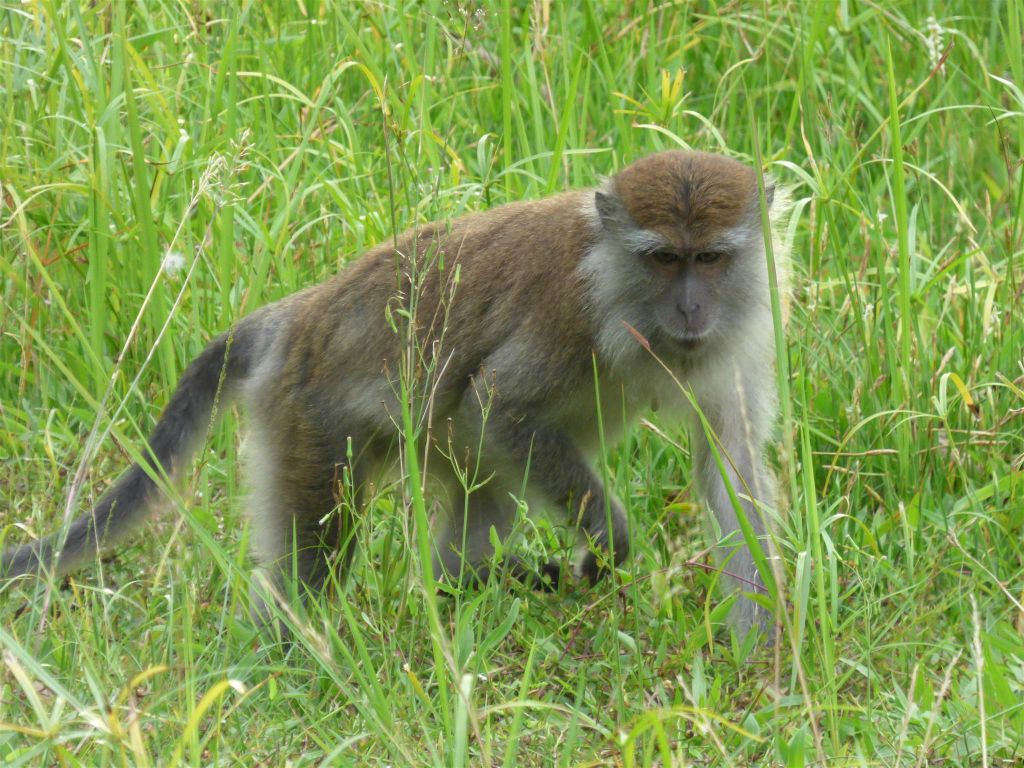 BAKO NATIONAL PARK - een makaak