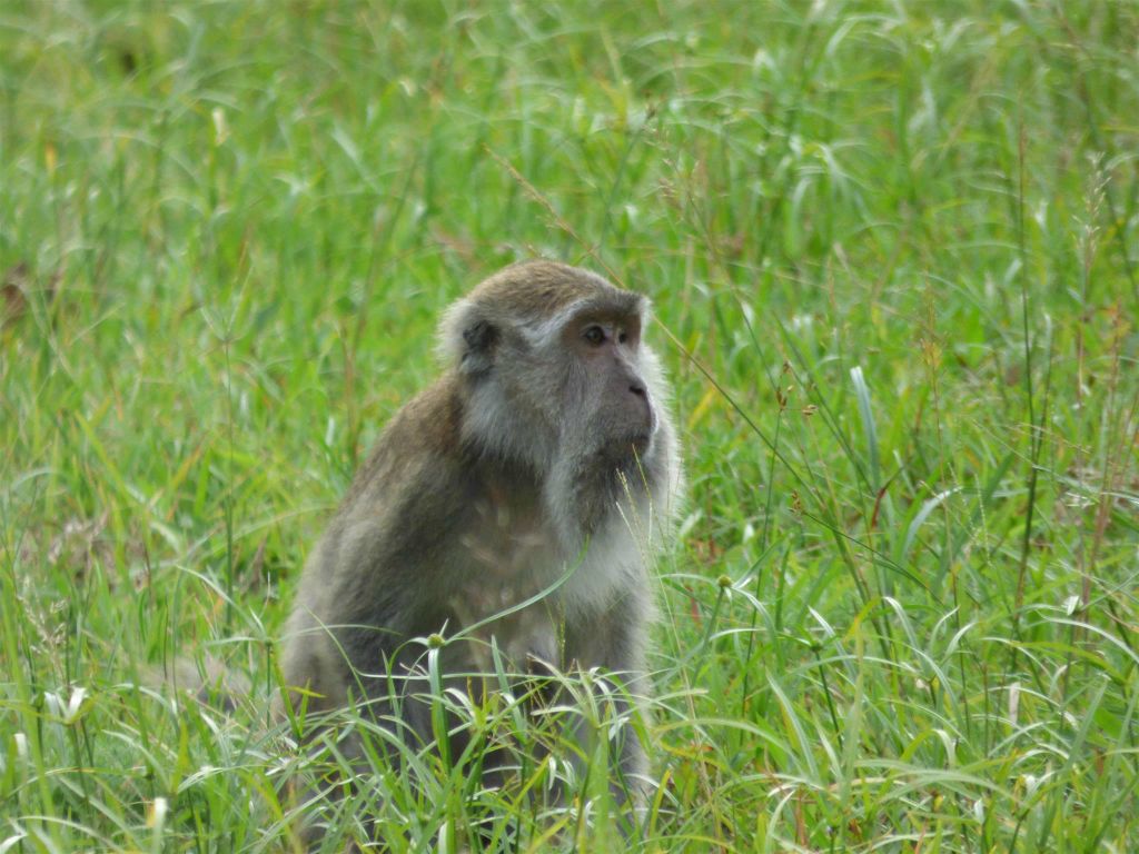 BAKO NATIONAL PARK - een makaak