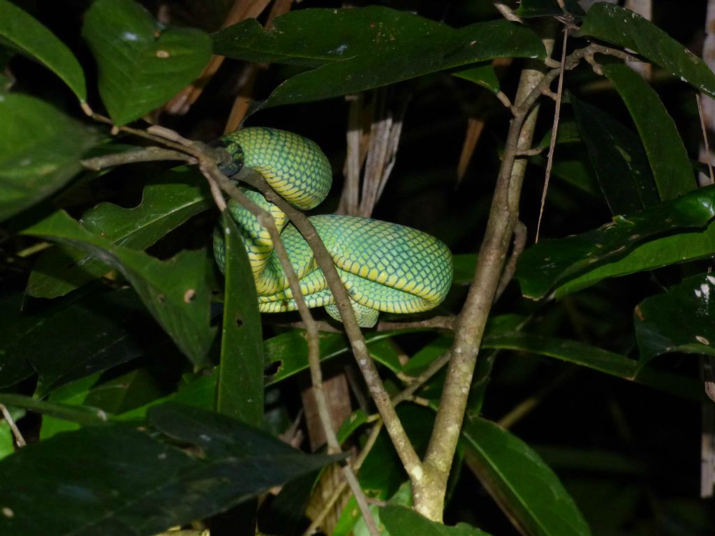 BAKO NATIONAL PARK - een Maleisische groefkopadder