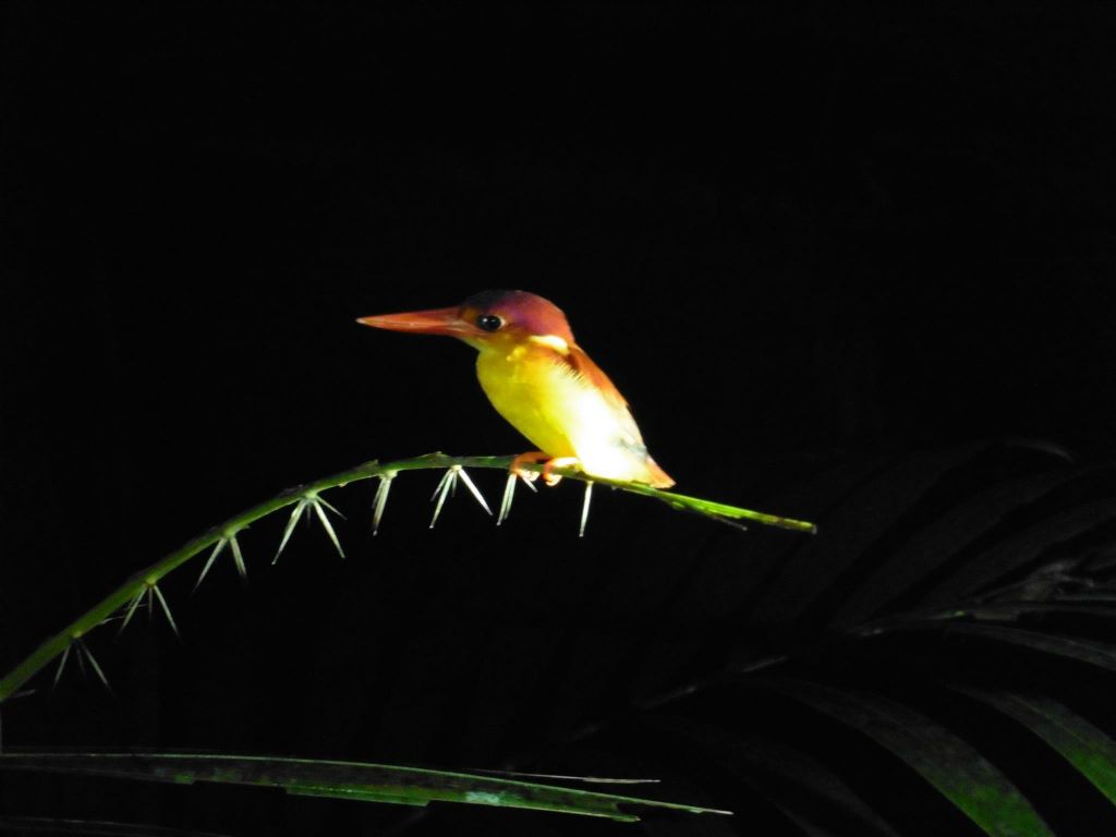 BAKO NATIONAL PARK - een jungledwergijsvogel