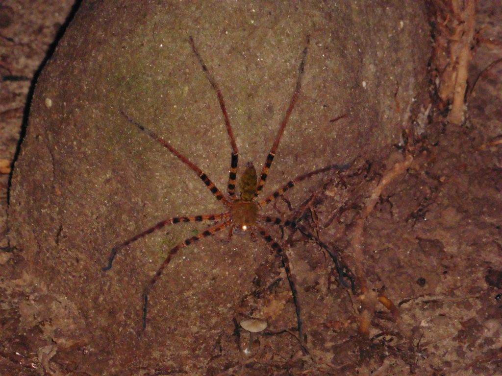 BAKO NATIONAL PARK - een spin