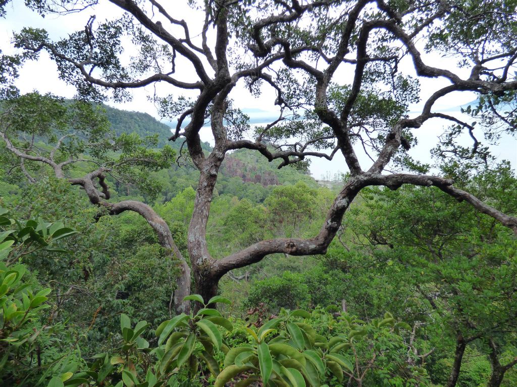 BAKO NATIONAL PARK - het uitzicht onderweg tijdens de Lintang route