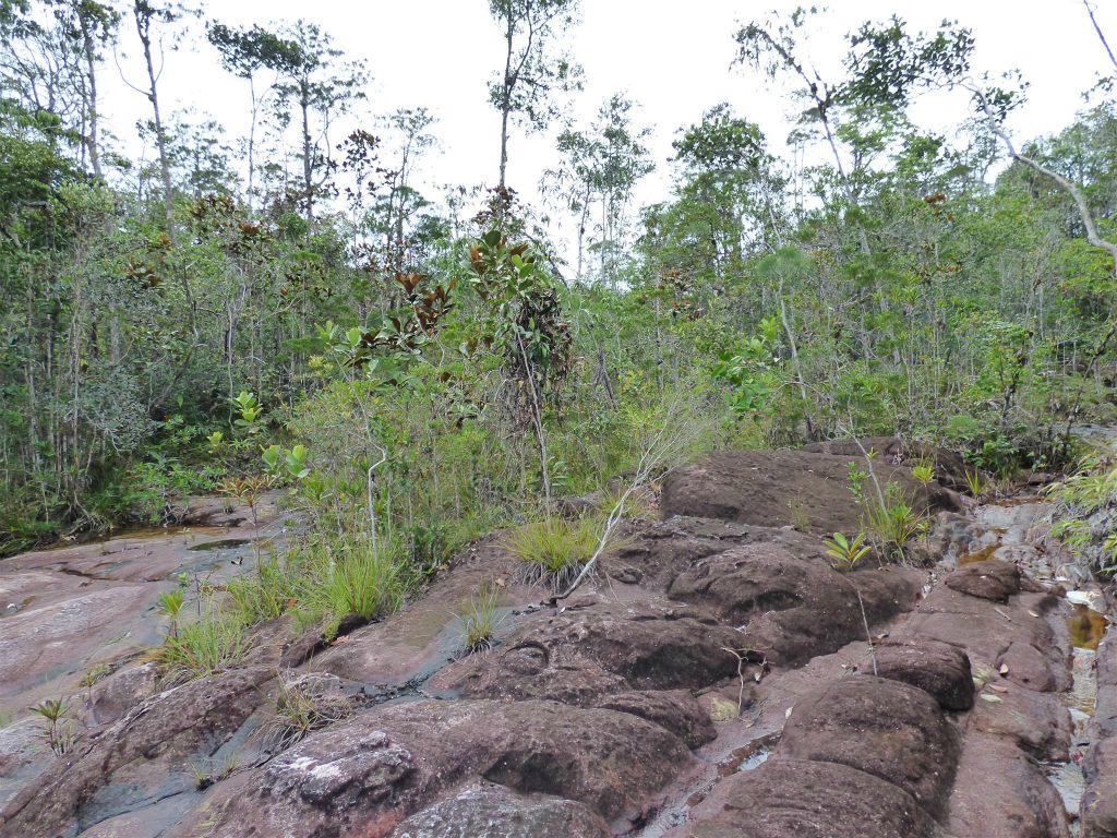BAKO NATIONAL PARK - onderweg tijdens de Lintang route