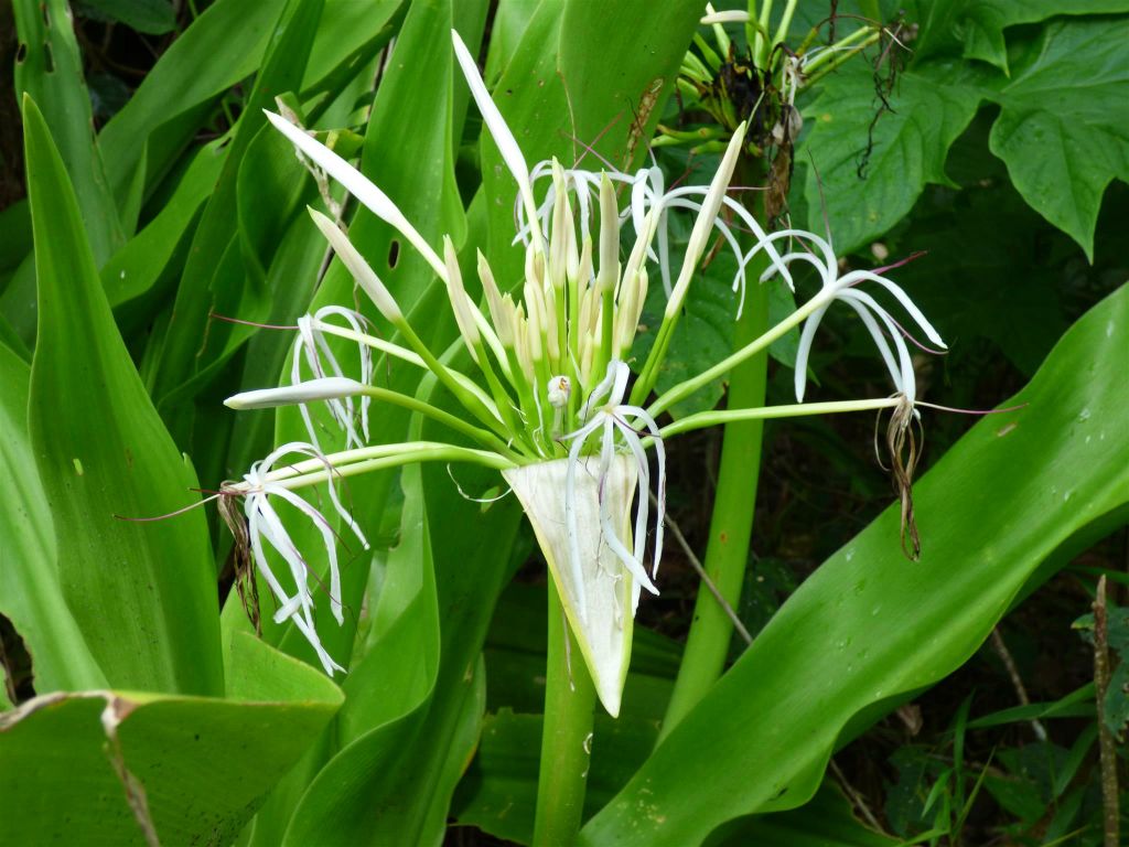 BAKO NATIONAL PARK - de bloem van een plant
