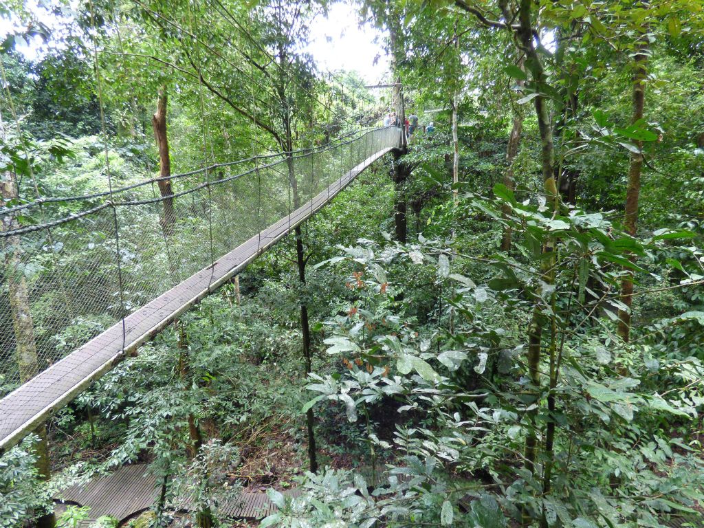 MULU NATIONAL PARK - de eerste canopy loopbrug