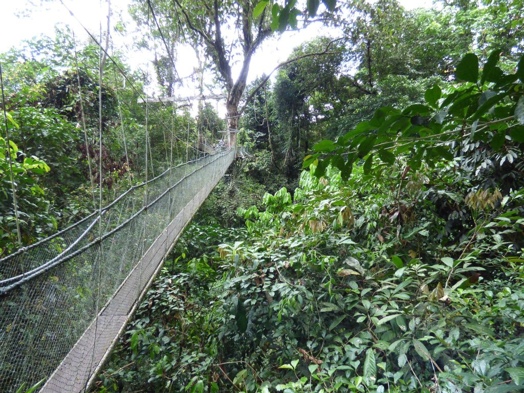 MULU NATIONAL PARK - een canopy loopbrug