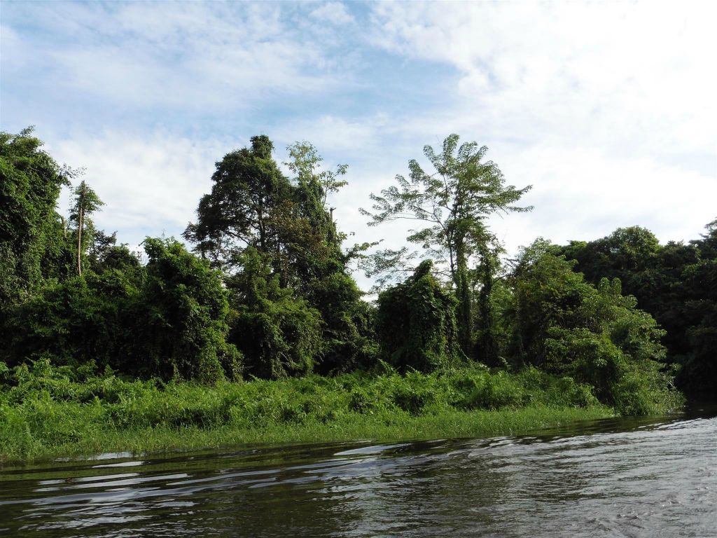 MULU NATIONAL PARK - uitzicht tijdens de boottocht over de Melinau rivier