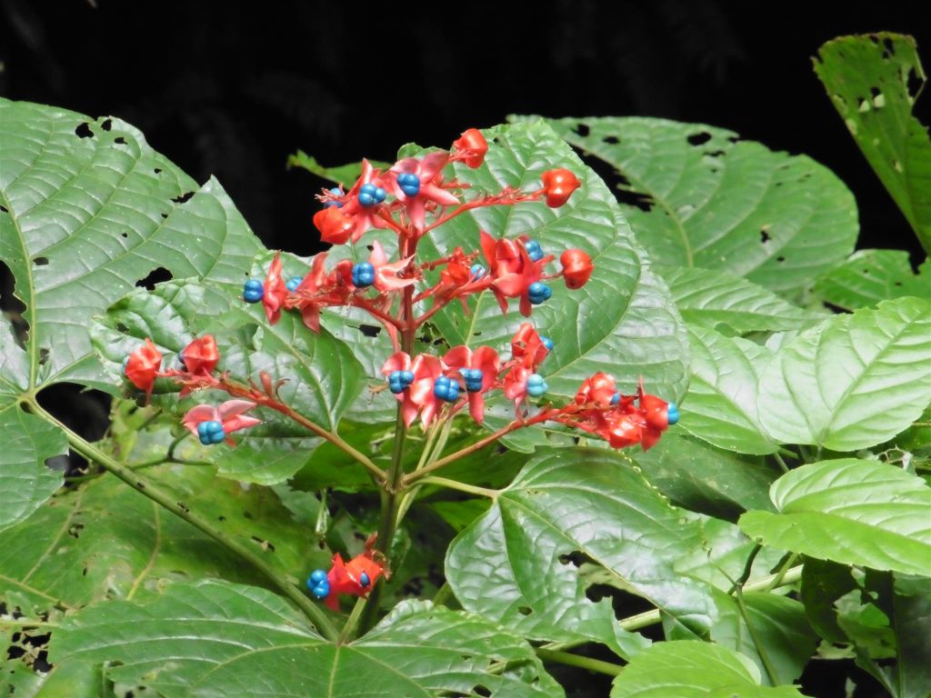 MULU NATIONAL PARK - de zaden van een plant bij de lunchplek