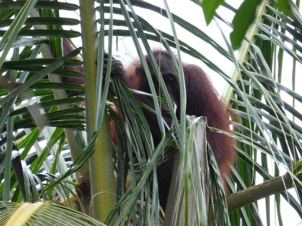 BILIT - een orang oetan in een palmboom