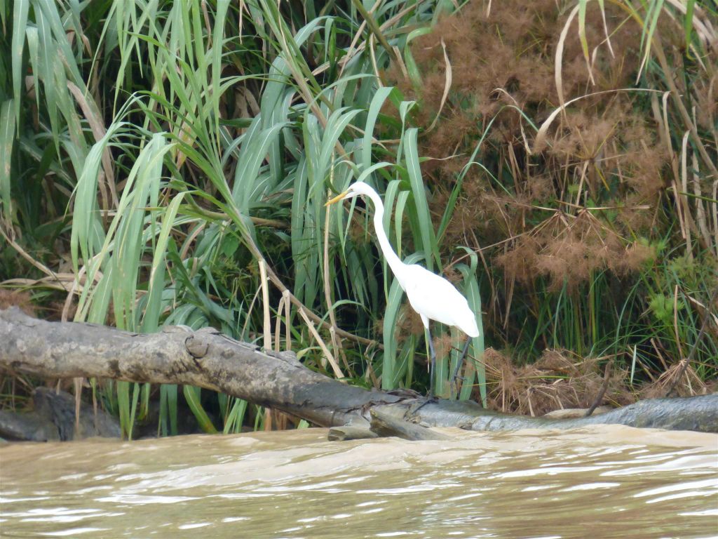 BILIT - een grote zilverreiger