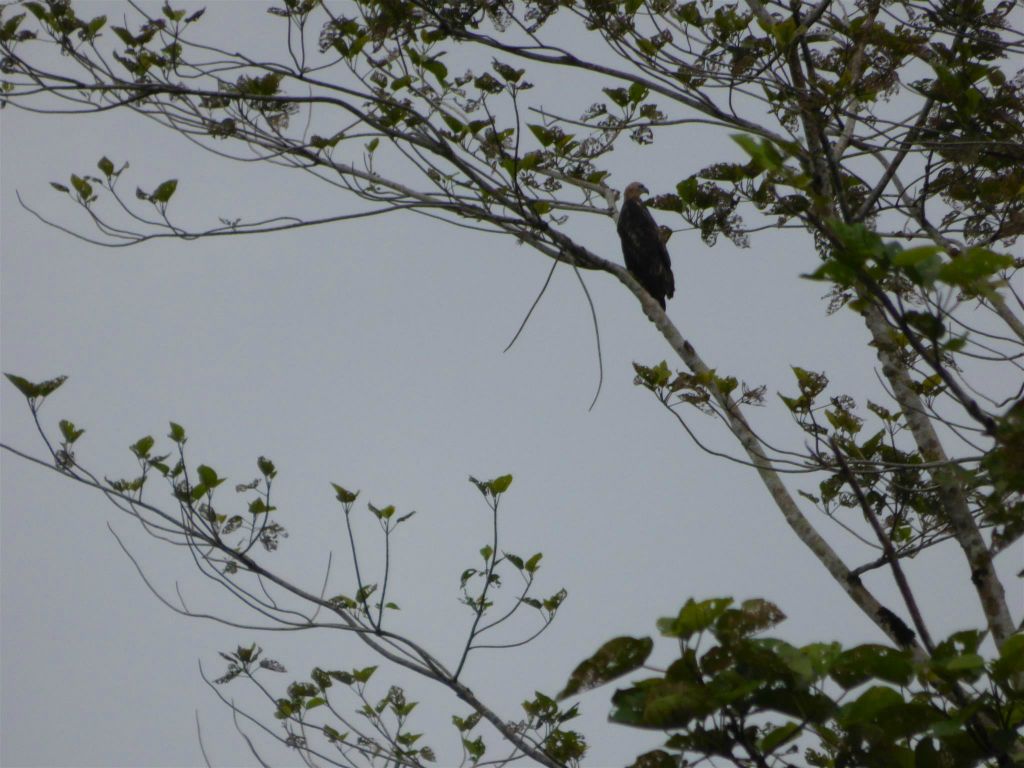 BILIT - een roofvogel