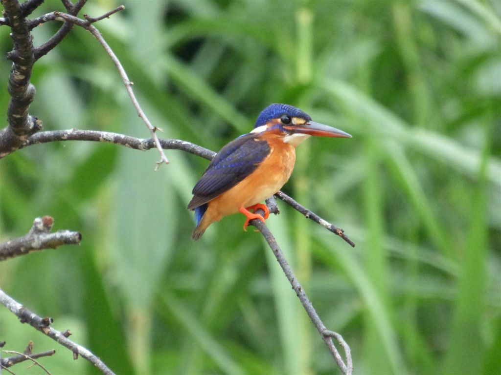 BILIT - een rivier ijsvogel