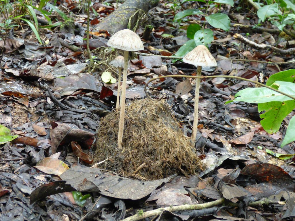 BILIT - een paar paddenstoelen