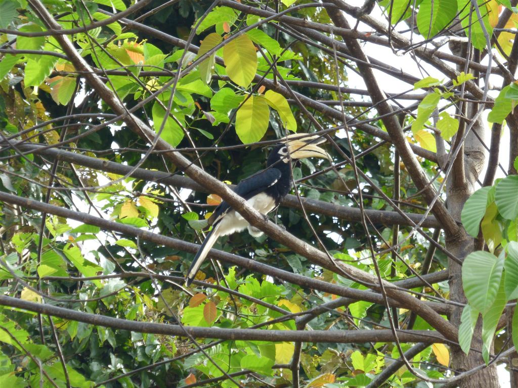 BILIT - een bonte neushoornvogel in een boom
