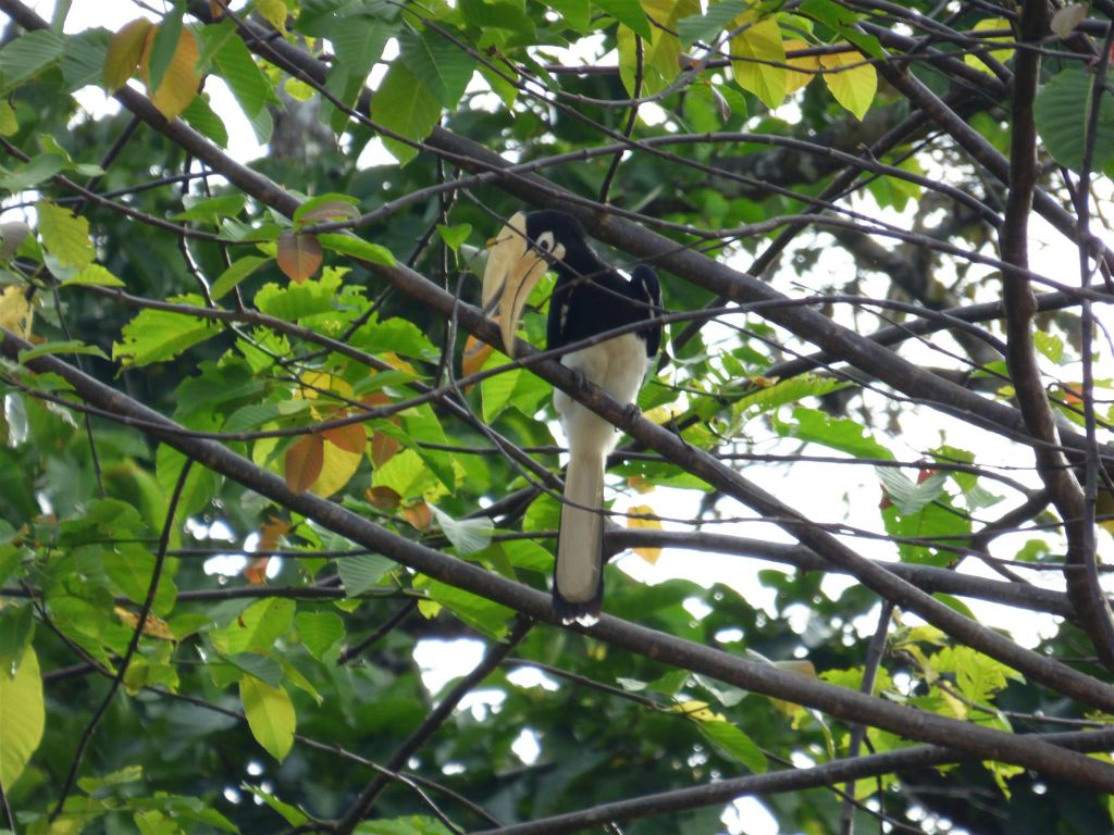 BILIT - een bonte neushoornvogel in een boom