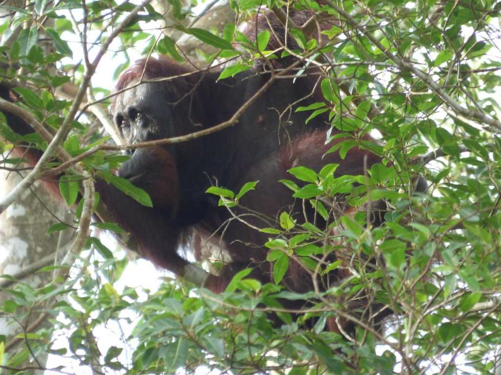 BILIT - een orang oetan in een boom