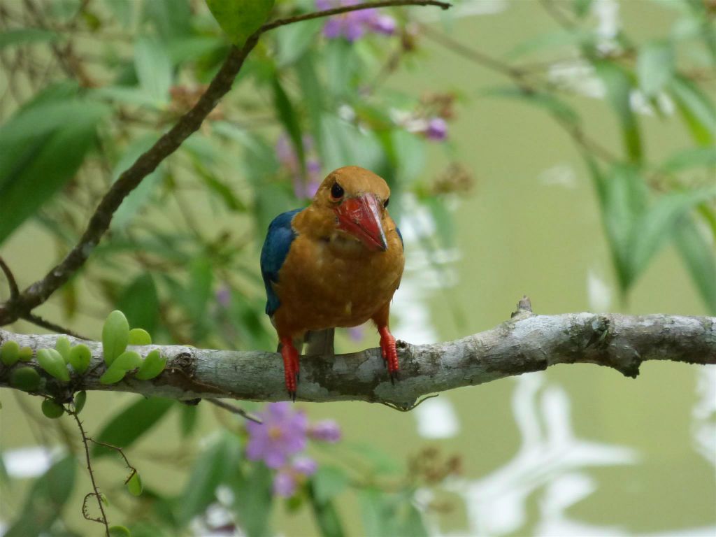 SEPILOK - een ooievaarsbekijsvogel