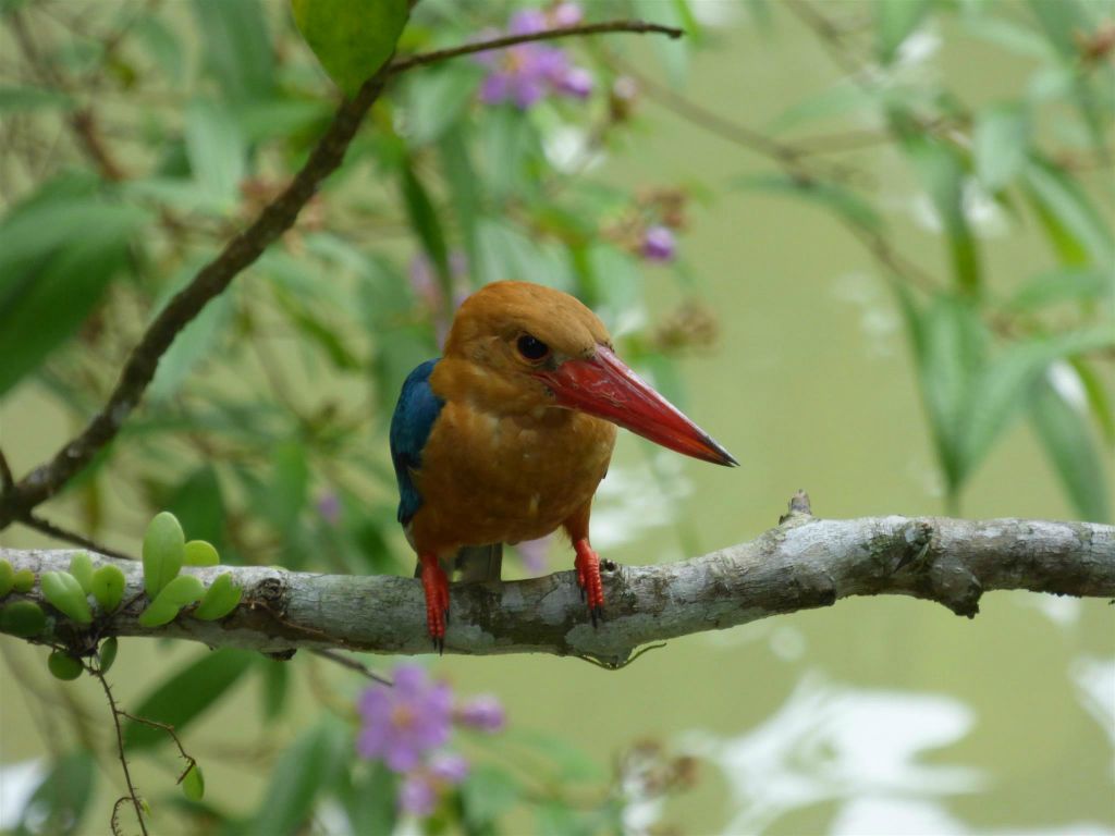 SEPILOK - een ooievaarsbekijsvogel