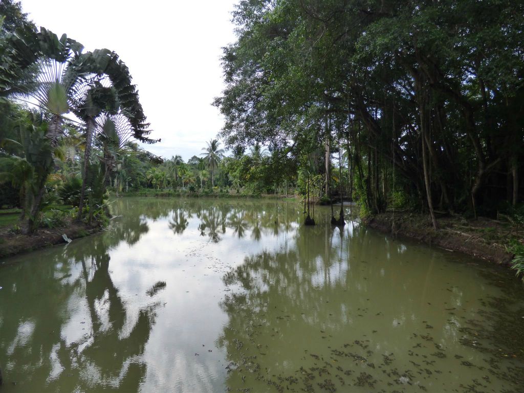 SEPILOK - de vijver van ons verblijf het Sepilok Jungle resort