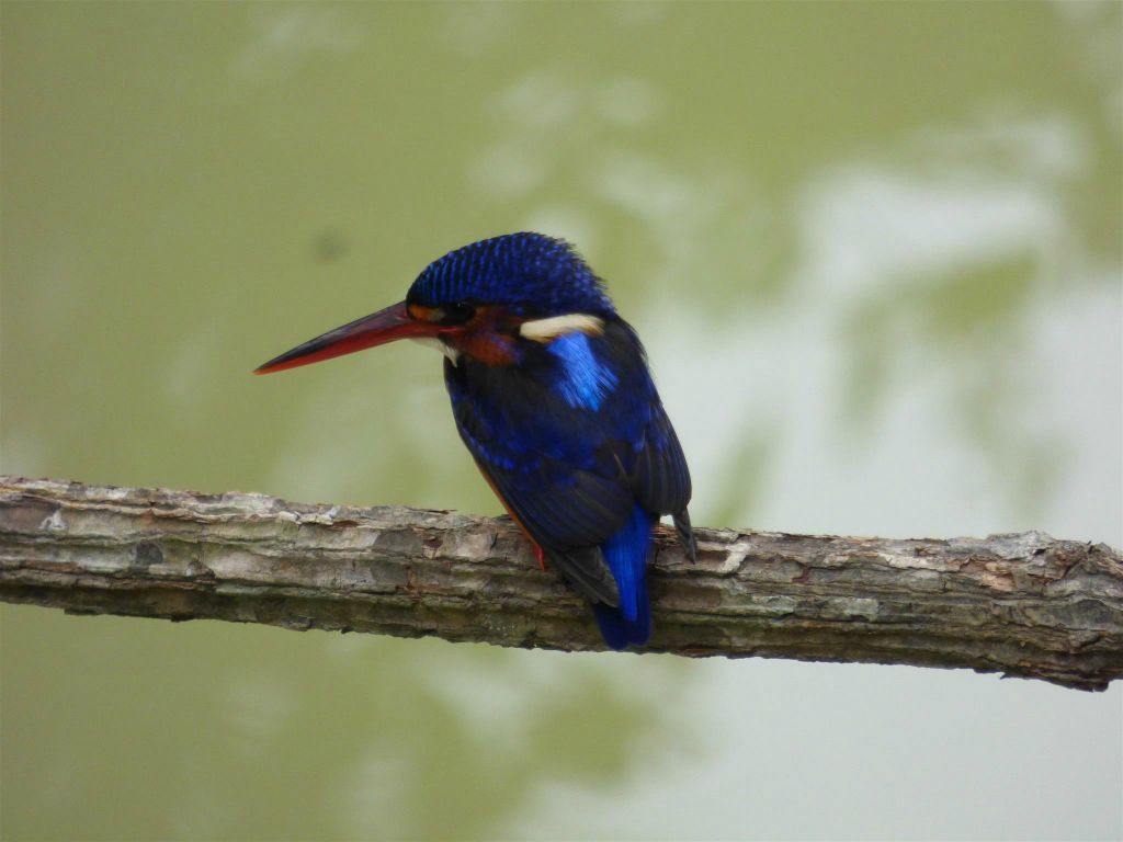SEPILOK - een rivier ijsvogel