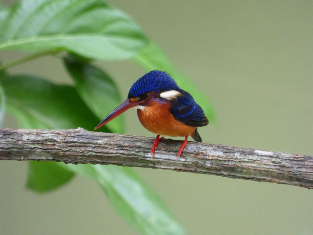 SEPILOK - een rivier ijsvogel