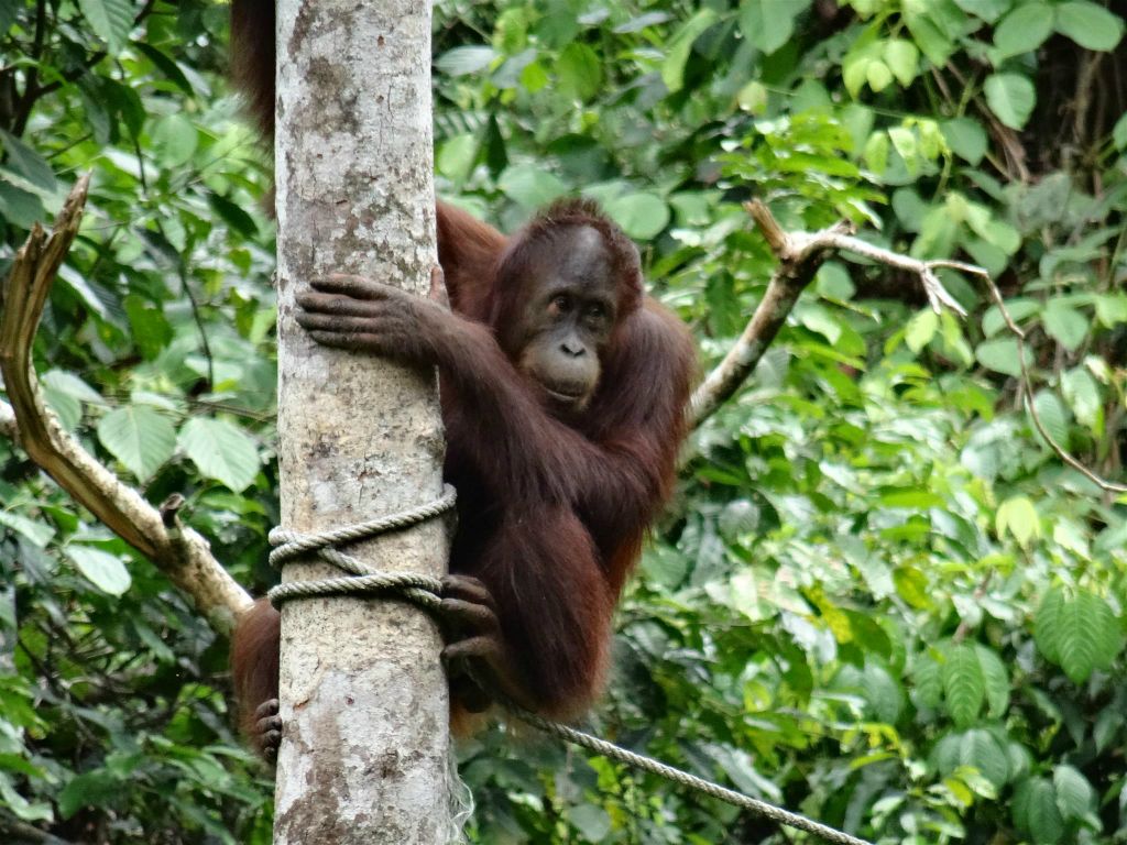 SEPILOK - een orang oetan bij het Sepilok Orang Utan Rehabilitation Centre, een rehabilitatiecentrum voor orang oetans