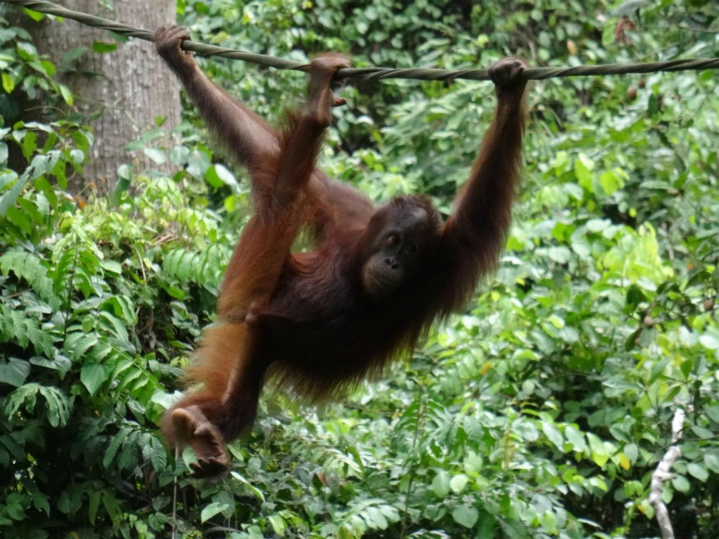 SEPILOK - een orang oetan bij het Sepilok Orang Utan Rehabilitation Centre, een rehabilitatiecentrum voor orang oetans
