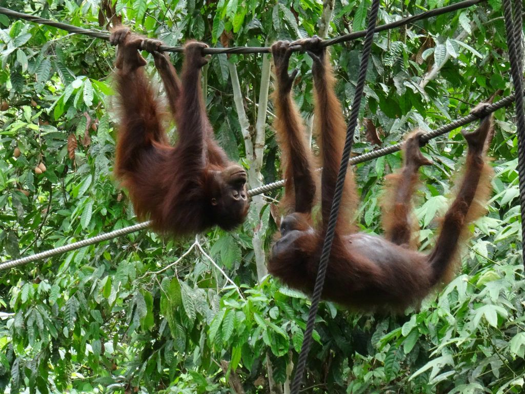 SEPILOK - twee orang oetans bij het Sepilok Orang Utan Rehabilitation Centre, een rehabilitatiecentrum voor orang oetans