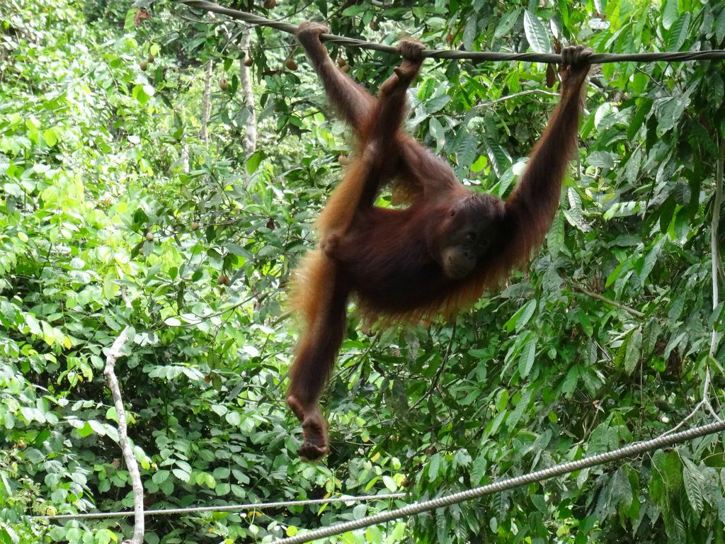 SEPILOK - een orang oetan bij het Sepilok Orang Utan Rehabilitation Centre, een rehabilitatiecentrum voor orang oetans