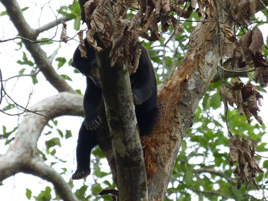SEPILOK - een honingbeer bij het Bornean Sun Bear Conservation Centre, een opvangcentrum voor honingberen