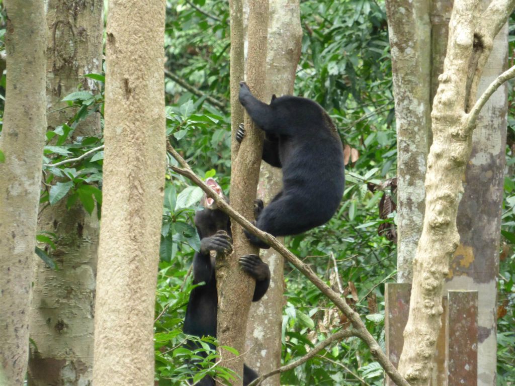SEPILOK - twee honingberen bij het Bornean Sun Bear Conservation Centre, een opvangcentrum voor honingberen