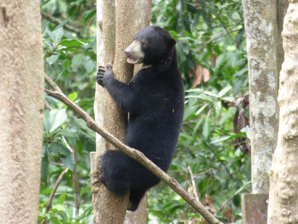 SEPILOK - een honingbeer bij het Bornean Sun Bear Conservation Centre, een opvangcentrum voor honingberen