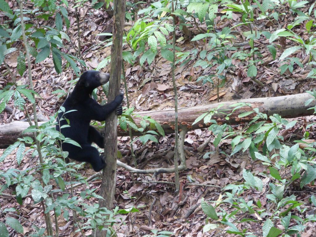 SEPILOK - een honingbeer bij het Bornean Sun Bear Conservation Centre, een opvangcentrum voor honingberen