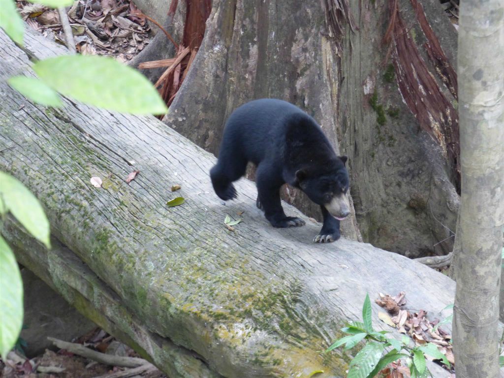 SEPILOK - een honingbeer bij het Bornean Sun Bear Conservation Centre, een opvangcentrum voor honingberen